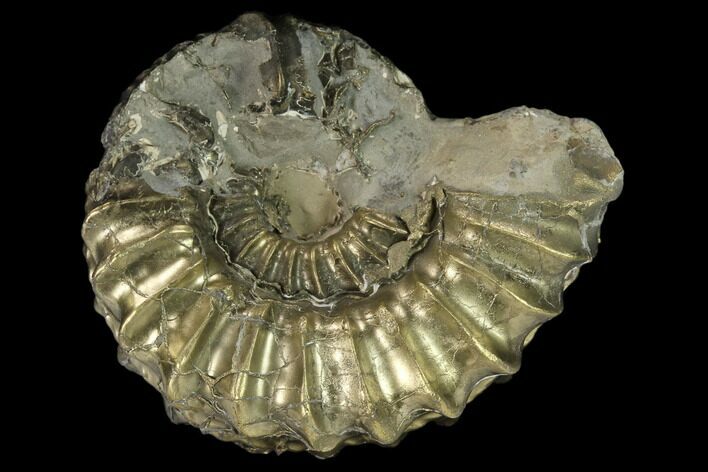 Pyritized (Pleuroceras) Ammonite Fossil Cluster - Germany #131132